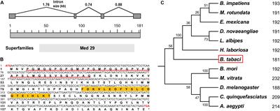 Characteristic and Functional Study of Intersex, a Gene Related to Female Fertility in Bemisia tabaci